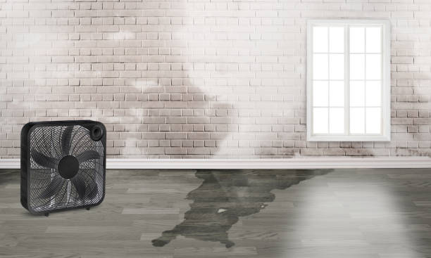 Best Carpet water damage restoration  in Rincon Valley, AZ