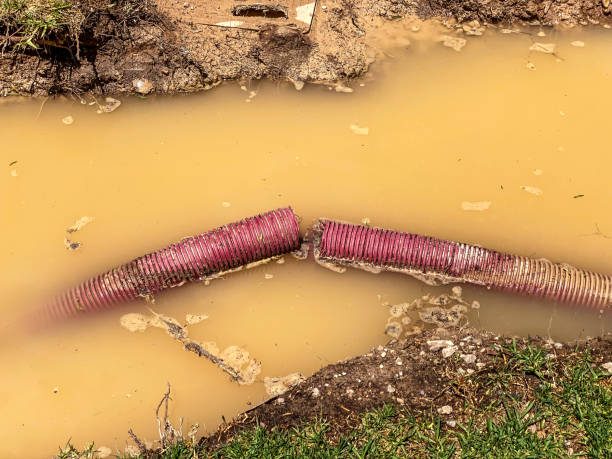 Best Mold removal after water damage  in Rincon Valley, AZ